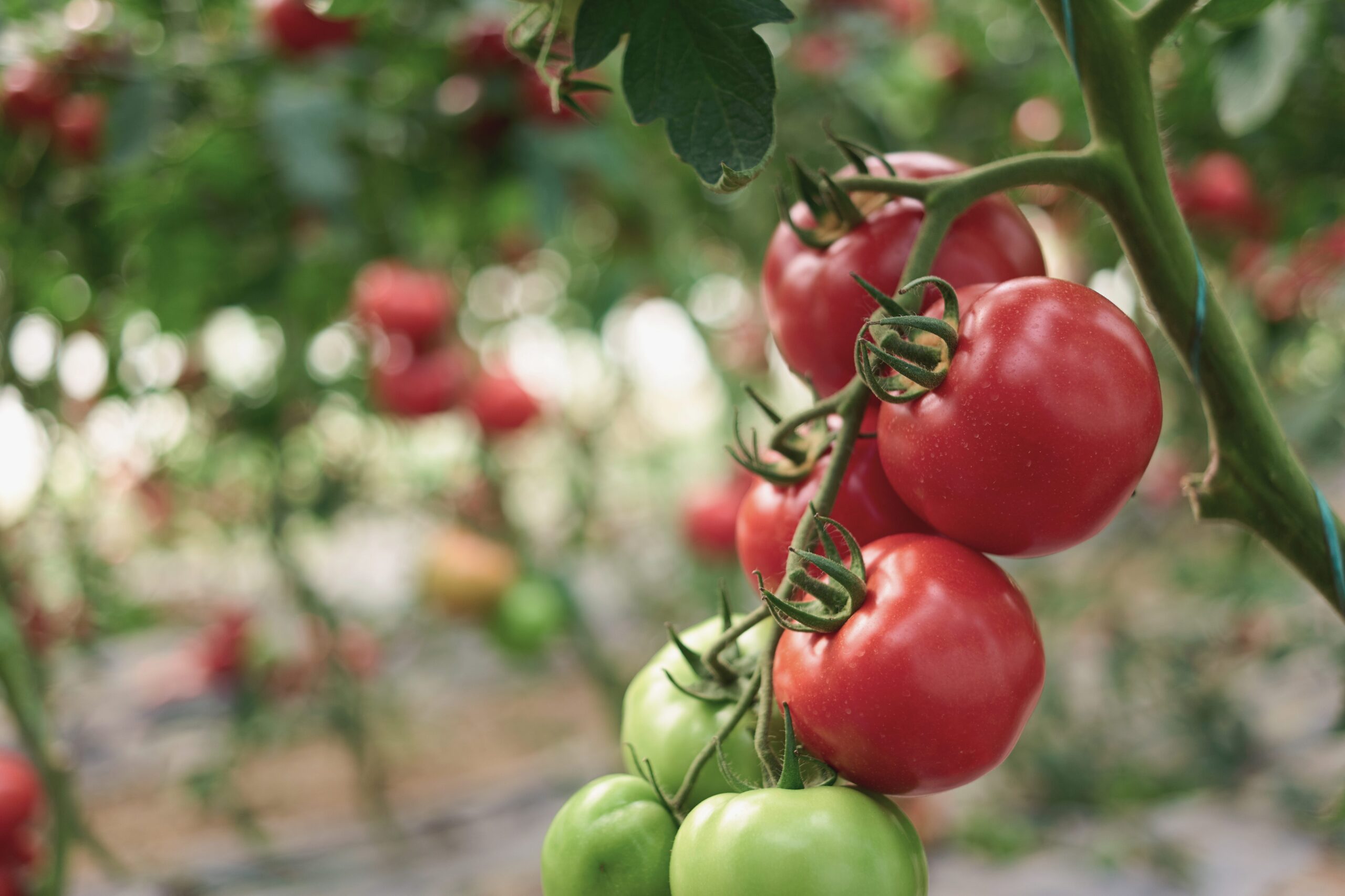 Ripening of tomatoes in greenhouse.